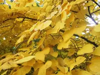 DSCI0765.webp