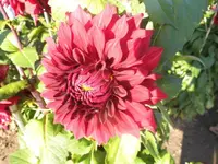 DSCI0735.webp
