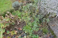 2016-10-29 Schneewittchen1.webp