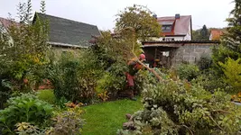 161028 Wäldchen fällt.webp