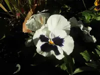 DSCI0714.webp