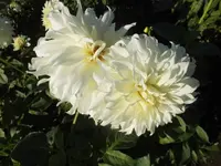 DSCI0736.webp