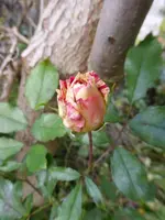 P1240760.webp