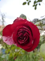 P1240778.webp