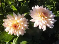 DSCI0750.webp