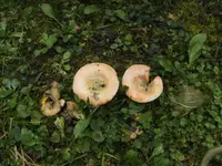 BILD5979.webp