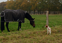 Estrella_first contact_horses_900.webp