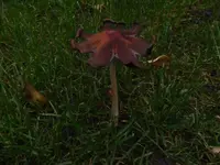 Herbst5.jpg