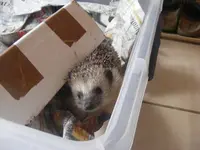 Igel 18.12.2013.webp