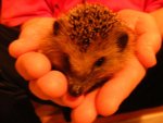 Igel 28.10.2013.jpg