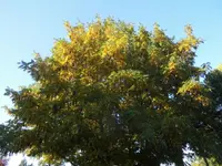 DSCI0728.webp