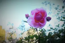 joanne d feli.webp