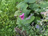 BILD5999.webp