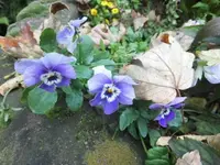 DSCI0796.JPG