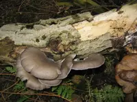austernsaitlinge.webp