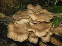 alze austern.webp