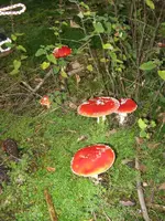 013_720x960.webp