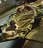 Estrella_India_Giralda_after a good morning run_700.webp