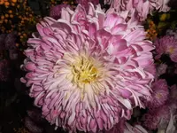 DSCI0696.webp