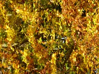 P1020235.webp