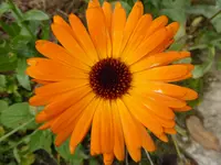 P1020240.webp