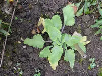 P1020242.webp