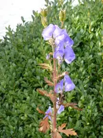 P1020258.webp