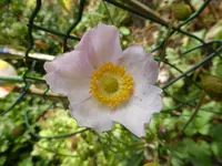 P1020260.webp