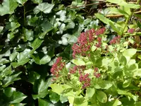 P1020261.webp