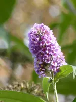 P1020262.webp