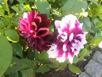 DSCI0751.webp