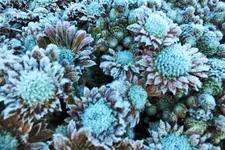 DSCF7820 (2).webp