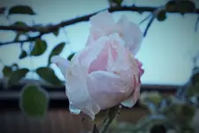 DSCF7852 (2).webp