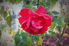 DSCF7858 (2).webp
