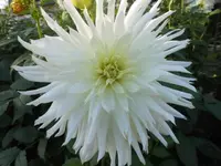 DSCI0739.webp