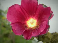 DSCN7242.webp