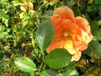 IMG_7096.webp