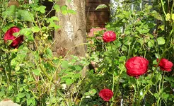 IMG_7107.JPG