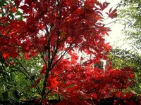 IMG_7110.webp