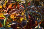 Rhododendron_Raureif_first frost_sunset_800.JPG