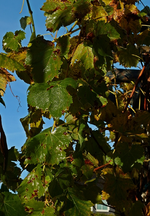 Weinlaub_erster Frost_still life1_700.webp