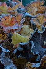 erster Frost_still life_700.webp