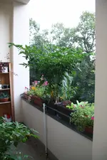 2016-08-31-193532-Habanero.webp