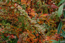 hrbst16 (2).webp