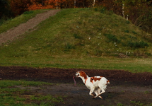 Estrella apportiert den Ball_900.webp