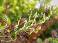 DSCN7271.webp