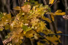 IMG_9649-2.webp