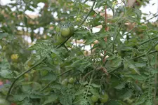 IMG_2291.jpg