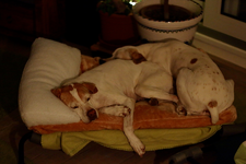 they love the new bed_900.webp