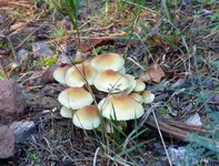 P1030574 pilze.webp